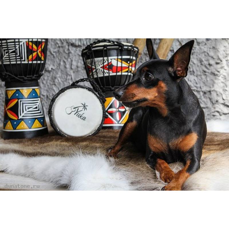 Фото YUKA DJWT07-16 - Джембе с верёвочной настройкой Юка